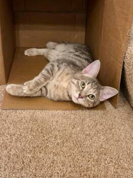 Thunder -  Domestic Short Hair Cat for Adoption in Lancaster, Pennsylvania - Thunder | PetCurious