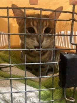 Rescue Domestic Short Hair Cats for Adoption in Atlanta, Georgia - Pannick | PetCurious