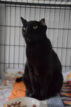 Domestic Short Hair Cats Available for Adoption - Rachel | PetCurious