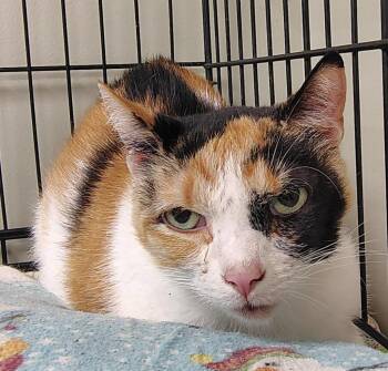 Kari -  Domestic Short Hair Cat for Adoption in Saint Clairsville, Ohio - Kari | PetCurious
