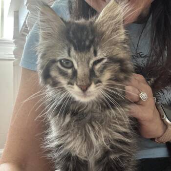 Curly -  Domestic Medium Hair Cat for Adoption in Opelika, Alabama - Curly | PetCurious
