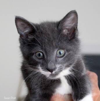 Dean -  Domestic Short Hair Cat for Adoption in Bedford, Virginia - Dean | PetCurious