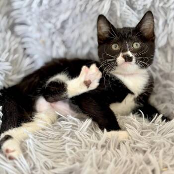 Convict -  Domestic Short Hair Cat for Adoption in Rochester, Minnesota - Convict | PetCurious
