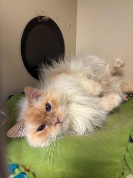Oliver Fluff -  Ragdoll Cat for Adoption in Windsor, Connecticut - Oliver Fluff | PetCurious