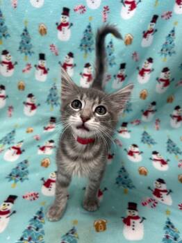 Rescue Domestic Long Hair Cats for Adoption in Denham Springs, Louisiana - Luna May | PetCurious