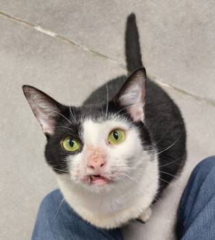 Rescue Domestic Short Hair Cats for Adoption in West Chester, Pennsylvania - Salty | PetCurious