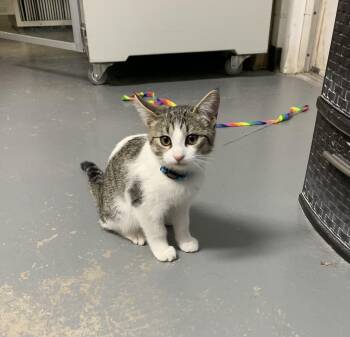 Rescue Domestic Short Hair Cats for Adoption in Bisbee, Arizona - Starfire | PetCurious