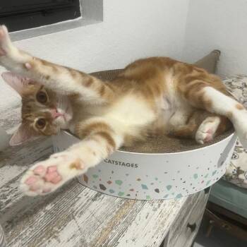 Domestic Short Hair Cats Available for Adoption - Pumpkin | PetCurious