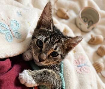 CinemarkQ -  Tabby and Domestic Short Hair Cat for Adoption in North Highlands, California - CinemarkQ | PetCurious