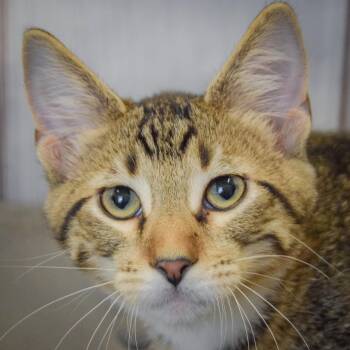 Derpy -  Tabby and Domestic Short Hair Cat for Adoption in Huntley, Illinois - Derpy | PetCurious
