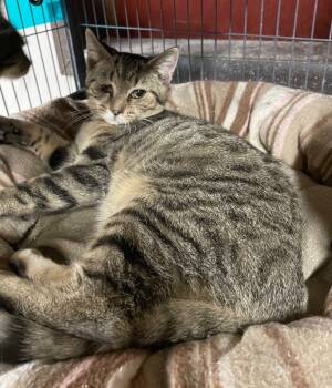 Rescue Domestic Short Hair Cats for Adoption in Portland, Indiana - Ballyhoo | PetCurious