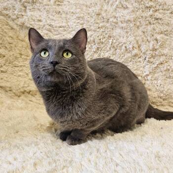 Rescue Domestic Short Hair Cats for Adoption in Huntersville, North Carolina - Orion | PetCurious