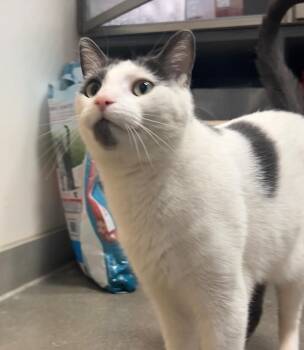 Domestic Short Hair Cats Available for Adoption - Baxter | PetCurious