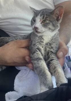 LIZ -  Domestic Short Hair Cat for Adoption in San Antonio, Texas - LIZ | PetCurious