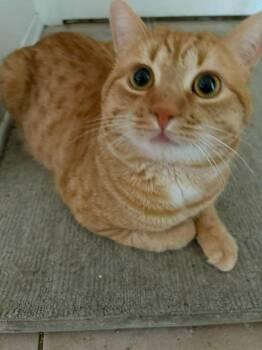 Noramnd -  Tabby Cat for Adoption in Montreal, Quebec - Noramnd | PetCurious