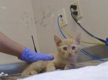POLLY -  Domestic Short Hair Cat for Adoption in Sacramento, California - POLLY | PetCurious