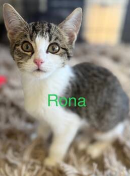 Rescue Domestic Short Hair Cats for Adoption in Saint Francisville, Louisiana - Rona | PetCurious