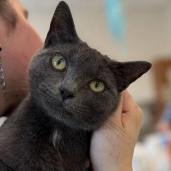 Betti Spaghetti -  Domestic Short Hair Cat for Adoption in Gloucester, Virginia - Betti Spaghetti | PetCurious