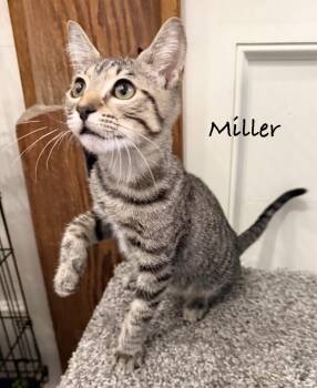 Miller -  Domestic Short Hair Cat for Adoption in Pawleys Island, South Carolina - Miller | PetCurious
