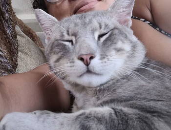 Rescue Domestic Short Hair Cats for Adoption - Randolph | PetCurious