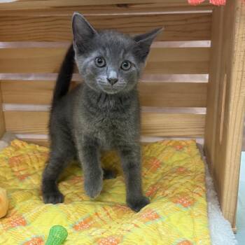Domestic Short Hair Cats Available for Adoption in Lynchburg, Virginia - Cherry Blossom | PetCurious