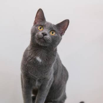 Janet -  Domestic Short Hair Cat for Adoption in Newport Beach, California - Janet | PetCurious