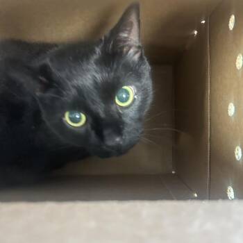 Shawdow -  Domestic Short Hair Cat for Adoption in Philadelphia, Pennsylvania - Shawdow | PetCurious