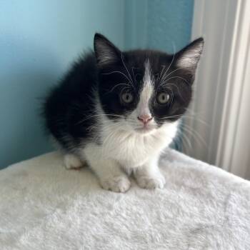 Domestic Short Hair Cats Available for Adoption in Bardstown, Kentucky - Cupcake | PetCurious