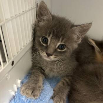 Alfred -  Domestic Short Hair Cat for Adoption in Keizer, Oregon - Alfred | PetCurious