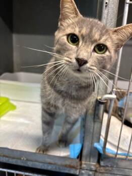 Goober -  Domestic Short Hair Cat for Adoption in Metter, Georgia - Goober | PetCurious