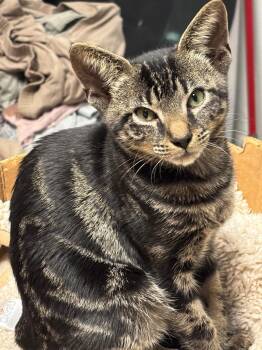 Domestic Short Hair Cats Available for Adoption - Ophelia | PetCurious
