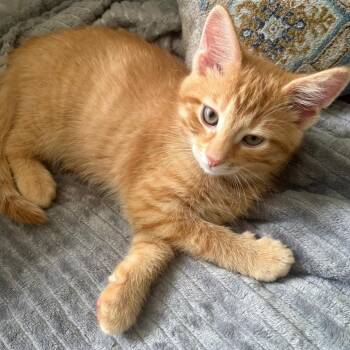 Frank in Finance -  Domestic Short Hair Cat for Adoption in Muncie, Indiana - Frank In Finance | PetCurious