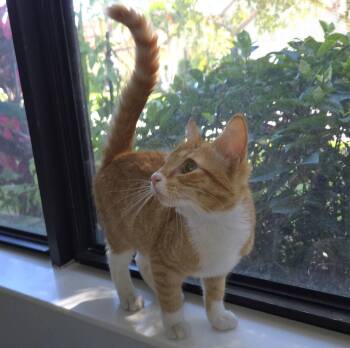 Tabby Cats Available for Adoption - Marcella | PetCurious