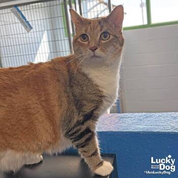 Domestic Short Hair Cats Available for Adoption - Angil | PetCurious