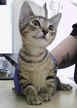 Brave -  Domestic Short Hair Cat for Adoption in Dayton, Minnesota - Brave | PetCurious