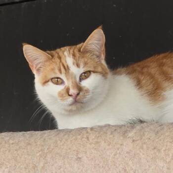 Domestic Short Hair Cats Available for Adoption in Leander, Texas - Cayenne | PetCurious