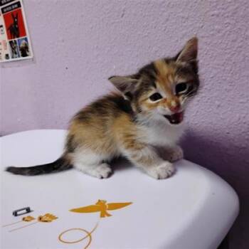 61802655 -  Domestic Short Hair Cat for Adoption in El Paso, Texas - 61802655 | PetCurious