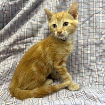 Yosemite -  Domestic Short Hair Cat for Adoption in Hawthorne, California - Yosemite | PetCurious