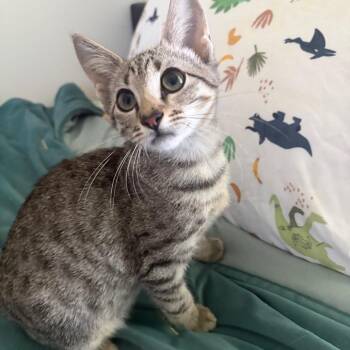 Lugnut -  Domestic Short Hair Cat for Adoption in Beulaville, North Carolina - Lugnut | PetCurious
