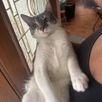 Jonathon -  Domestic Short Hair Cat for Adoption in Vallejo, California - Jonathon | PetCurious