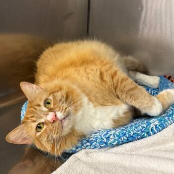 Mr. Peanutbutter -  Domestic Long Hair Cat for Adoption in Morgan Hill, California - Mr. Peanutbutter | PetCurious