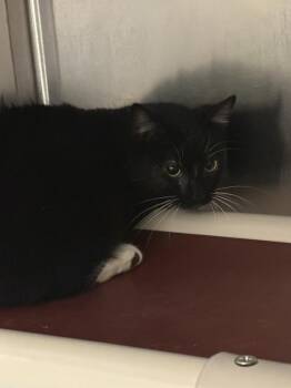 Domestic Short Hair Cats Available for Adoption - Judith | PetCurious