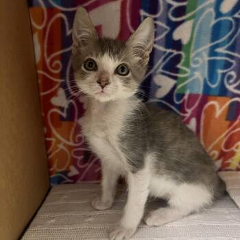 Ego -  Domestic Short Hair Cat for Adoption - Ego | PetCurious