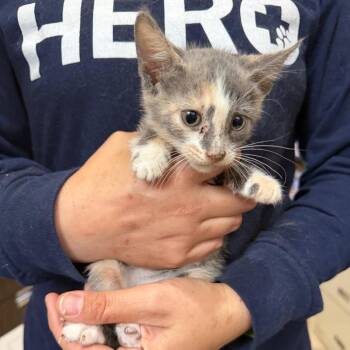 Naomi - BEAR-Stray-15865 -  Domestic Short Hair Cat for Adoption in New Orleans, Louisiana - Naomi - BEAR-Stray-15865 | PetCurious