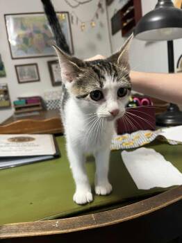 Rescue Domestic Short Hair Cats for Adoption in Waxahachie, Texas - Ranger | PetCurious