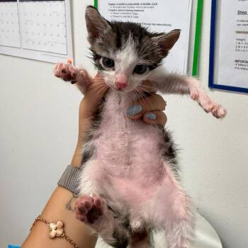 Yellowjacket Y2 -  Domestic Short Hair Cat for Adoption in Edinburg, Texas - Yellowjacket Y2 | PetCurious
