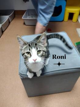 Roni -  Domestic Short Hair Cat for Adoption in Monroe, Ohio - Roni | PetCurious