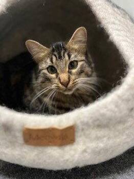 Tabby and Siberian Cats Available for Adoption in Walnut Creek, California - Binx | PetCurious