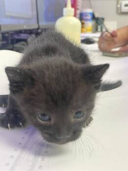 Domestic Short Hair Cats Available for Adoption in Rosenberg, Texas - MICKEY | PetCurious