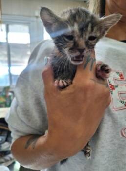 Dottie -  Domestic Short Hair Cat for Adoption in Winfield, Kansas - Dottie | PetCurious
